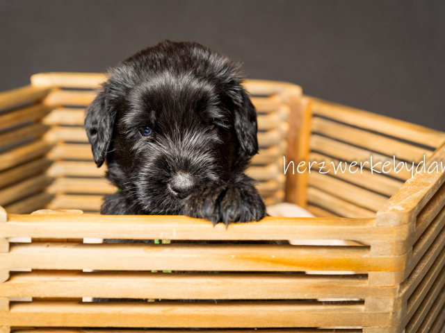 Herr Dunkelgrün nach 30 Tagen